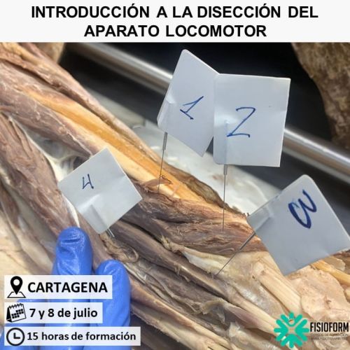 Curso Disección Aparato Locomotor